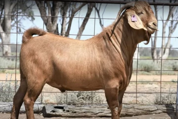 ரூ.11.25 லட்சத்திற்கு விலை போன ஆடு! ஆஸ்திரேலியாவில் சுவாரசியமான சம்பவம்