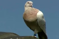 ஆஸிக்குள் அத்துமீறி நுழைந்த புறா; அதிகாரிகள் குழப்பம்