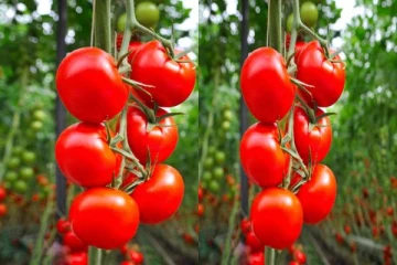 தக்காளியின் விலையில் ஏற்பட்டுள்ள வீழ்ச்சி