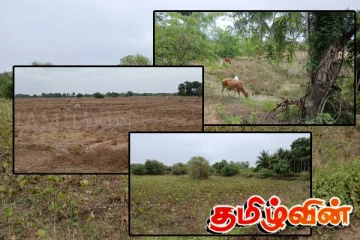 கால்நடைகள் தண்ணீருக்காக தவிக்கும் அவலம்