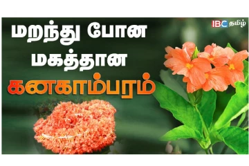 மறந்து போன மகத்தான கனகாம்பரம் மருத்துவ ரகசியம்...! வீடியோ செய்தி