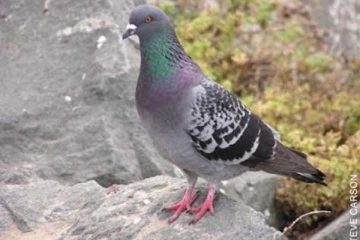 புறாவை வீட்டில் வளர்த்தால் குடும்பம் அழிந்துவிடுமா? பலருக்கும் தெரிந்திடாத உண்மை