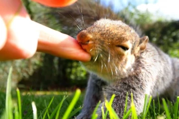 18 பேரை கடித்ததால்  பரிதாபமாக உயிரிழந்த அணில்!