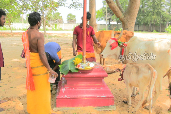 நாட்டின் பல பகுதிகளில் சிறப்பாக இடம்பெற்ற பட்டிப்பொங்கல் | A Well Attended Pattipongal
