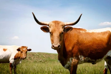 நாக்கு வெட்டப்பட்ட நிலையில் சடலமாக மீட்கப்பட்ட பசு மாடுகள்: நீடிக்கும் மர்மம்