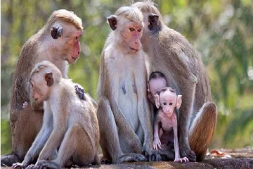 கிராமங்களில் குரங்குகளின் அட்டகாசம்:வீடுகளில் புகுந்து உணவை எடுத்துச் செல்லும் குரங்குகள்