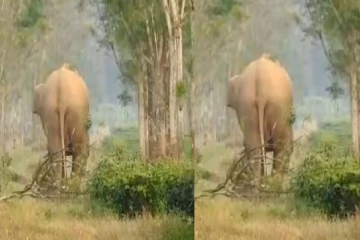 குட்டி இறந்தது கூட தெரியாமல் கட்டித்தழுவிய தாய் யானை! கண்ணீர் வரவழைக்கும் வீடியோ