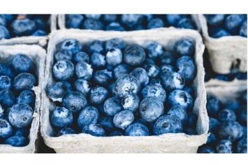 நீரிழிவு நோயை உடனே கட்டுக்குள் வைக்கும் ப்ளூபெர்ரி பழம் - செய்ய வேண்டியது என்ன?