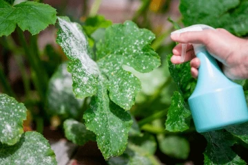 ගෙවතු වගාවේ ලොකුම වදකාරයෝ දෙන්නව තුරන් කරන හැටි.