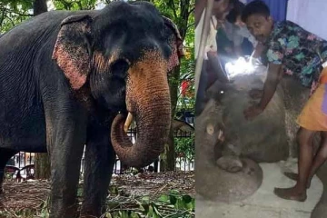 யானை மீது வனவிலங்கு அதிகாரி ஒருவர் துப்பாக்கிப் பிரயோகம்