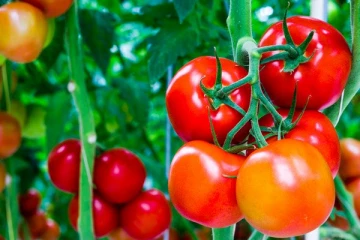 இலங்கையில் உச்சம் தொட்ட தக்காளி விலை