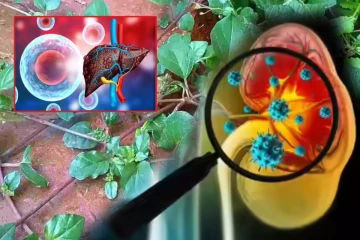 பலரும் கண்டுக்கொள்ளாத மூக்கிரட்டை கீரையில் இவ்வளவு நன்மைகளா?