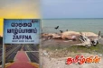 யாழ். கடற்பரப்பில் கரையொதுங்கிய திமிங்கிலம்!