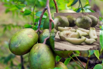 රස කර කර, කෑවට.. රත්තරං ඇපල් හෙවත් ඇඹරැල්ලා මෙහෙමයි කියලා.. දැනගෙන හිටියේ නෑ නේද?. කෑවම වෙන දෙය මෙන්න..(VIDEO)