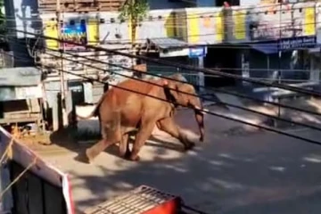 நகருக்குள் புகுந்து அட்டூலியம் செய்த காட்டு யானை - 144 தடை உத்தரவு!