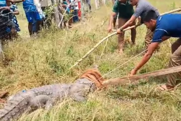 தமிழர் கிராமத்துக்குள் புகுந்த 8 அடி முதலை!