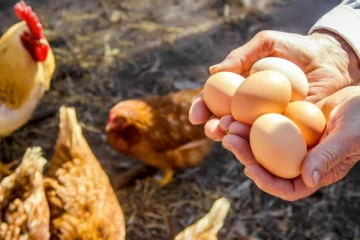 முட்டை மற்றும் கோழி இறைச்சியின் விலை மேலும் அதிகரிப்பு