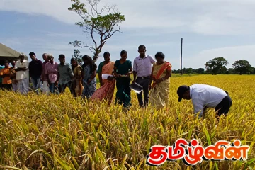 கிளிநொச்சியில் நவீன தொழில்நுட்ப வயல் அறுவடை விழா