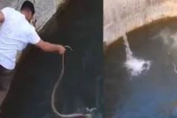 ஆக்கிரோஷமாக நீருக்குள் நீந்தும் நாகப்பாம்பு! கிணற்றில் குதித்து இளைஞர் செய்த செயல்.... பரபரப்பை ஏற்படுத்திய காட்சி