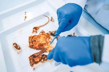 இறந்தவரின் உடலில் தோன்றிய பூச்சிக்களை வைத்து உயிரிழந்த நேரம் கணிப்பு!