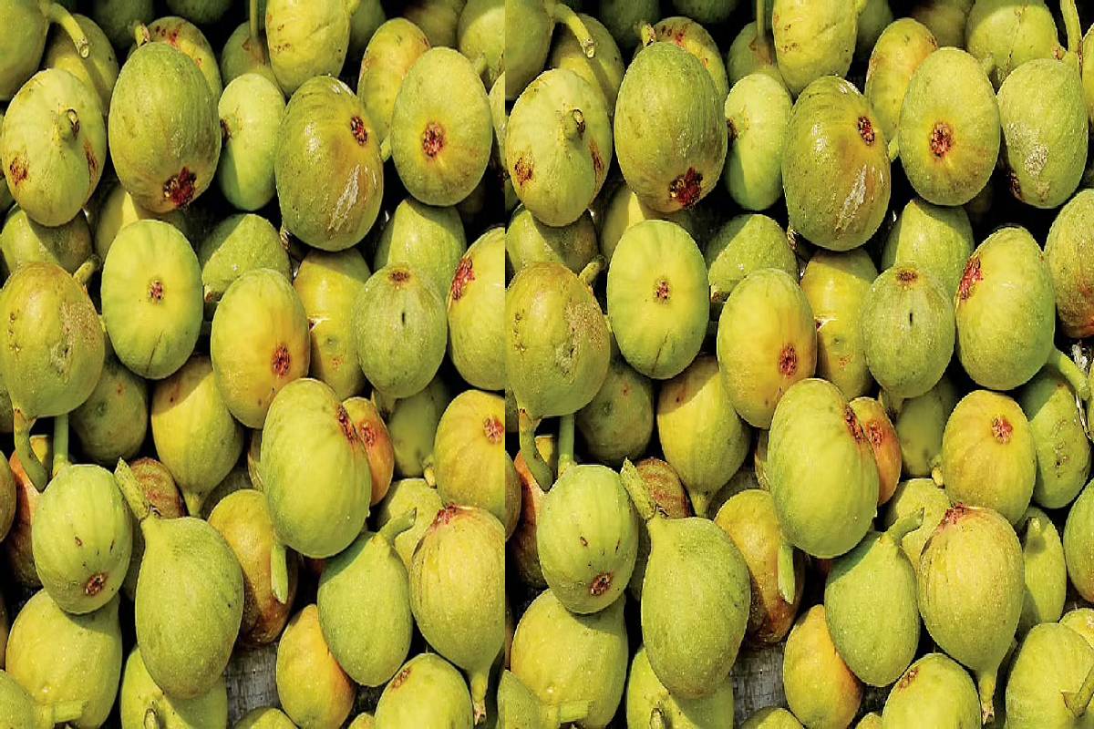 healthy fig pickle recipe: மருத்துவக் குணங்கள் நிறைந்த அத்திக்காய் ஊறுகாய்! | Amazing Health Benefits Of Cluster Fig And Pickle healthy fig pickle recipe: மருத்துவக் குணங்கள் நிறைந்த அத்திக்காய் ஊறுகாய்! | Amazing Health Benefits Of Cluster Fig And Pickle