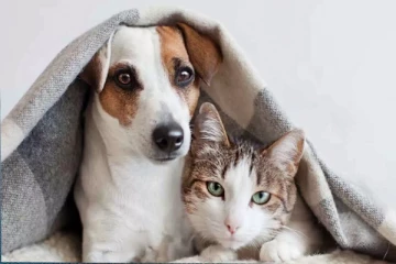 செல்லப்பிராணிகளுக்கு 23 கோடி ரூபாய் சொத்து;உயில் எழுதிய சீனப்பெண்