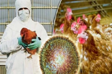 ஆசிய பசிபிக் பிராந்தியம் முழுவதும் பறவைக் காய்ச்சல் பாதிப்புகள் அதிகரிப்பு