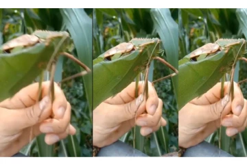 வித்தியாசமா சத்தம் எழுப்பிய ராட்சத வெட்டுக்கிளி - வைரலாகும் அதிசய வீடியோ