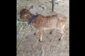 IVF முறையில் உருவாக்கப்பட்ட உலகின் மிக குள்ளமான கன்றுக்குட்டி