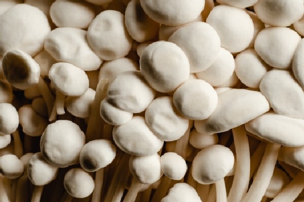 கனடாவில் இந்த வகை காளான் உட்கொள்வோருக்கு எச்சரிக்கை | Golden Mushroom Brand Enoki