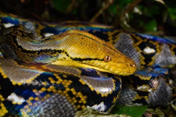 மனிதர்களை முழுவதுமாக உயிரோடு விழுங்கிய பாம்புகள் - அரிய தகவல்!