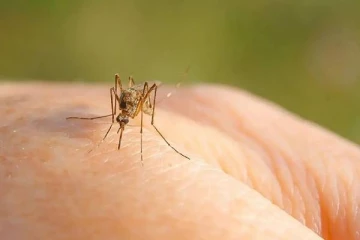 கொசுக்கடியால் உயிரே போகும் அபாயம் - புது வைரஸால் நடுங்கும் உலக நாடுகள்!