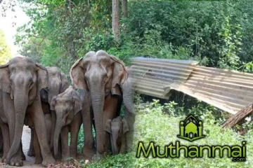 மட்டக்களப்பில் பாடசாலைகளின் சுற்று வேலிகளை துவம்சம் செய்த காட்டுயானைகள்