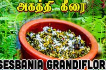 ஆண்மை குறைவை சரிசெய்து எண்ணற்ற பலன்களை அளிக்கும் அகத்திகீரை.. எப்படி உண்ண வேண்டும்? காணொளி விளக்கத்துடன்...