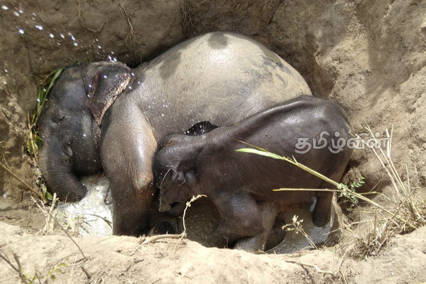 விவசாயக் கிணற்றுக்குள் விழுந்து யானை பரிதாபமாக உயிரிழப்பு (Photo) | An Elephant Died After Falling Into A Farmer