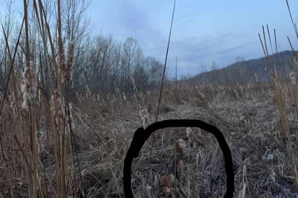 இந்த படத்தில் ஒரு நாய் மறைந்துள்ளது அதை உங்களால் கண்டுபிடிக்க முடியுமா? | Visual Genius If You Can Spot The Hidden Dog