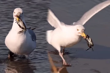 Viral Video: நண்டை வேட்டையாடி ராஜநடை போடும் பறவை! சலிக்காத அட்டகாசமான காட்சி