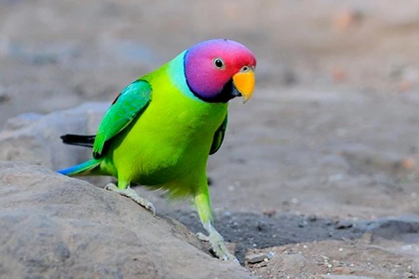 கிளியை மறைத்து வைத்தவருக்கு நேர்ந்த கதி! | What Happened To The Person Who Hid The Parrot
