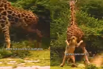 ஒட்டக சிவிங்கியை வேட்டையாடும் சிங்கக்கூட்டம்...திடுக்கிடும் காட்சி