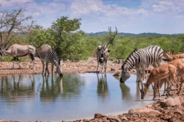 வன விலங்குகளுக்கு மத்தியில் பரவும் ஒரு வகையான வைரஸ்! மனிதர்களை தாக்குமா?