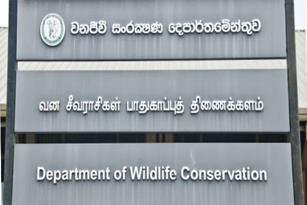 உயிரிழந்த நிலையில் கரை ஒதுங்கியுள்ள 20 கடலாமைகள் | 20000 Dead Turtles Washed Ashore