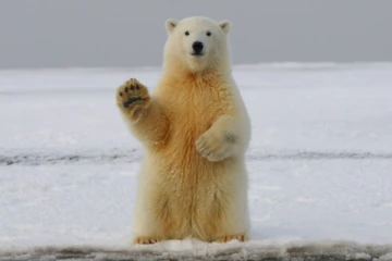 ஐஸ்லாந்தில் 8 ஆண்டுகளுக்கு பிறகு பார்க்கப்பட்ட துருவக் கரடி: சுட்டுக் கொன்ற பொலிஸார்!