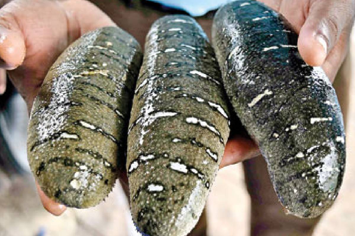 கடலட்டை பண்ணைகள் விரிவாக்கம் தொடர்பில் ஸ்ரீகாந்த் விடுத்துள்ள அறிவுறுத்தல் | Sea Cucumber Farms Expansion