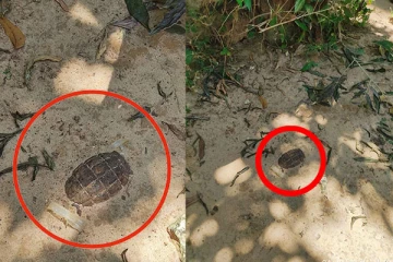 யாழ். கரவெட்டியில் கைக்குண்டு ஒன்று மீட்பு