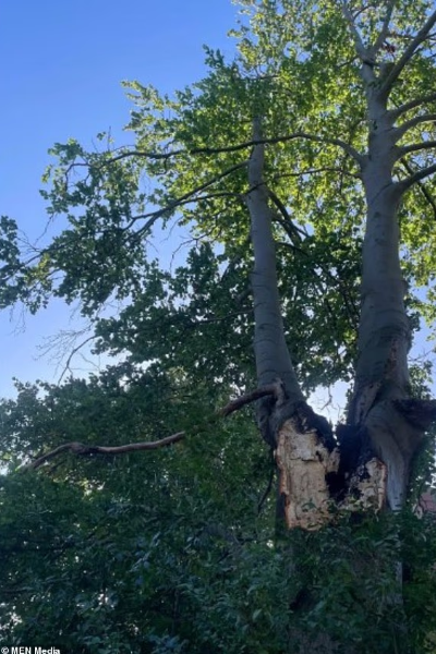 manchester-49-year-old-woman-killed-falling-tree