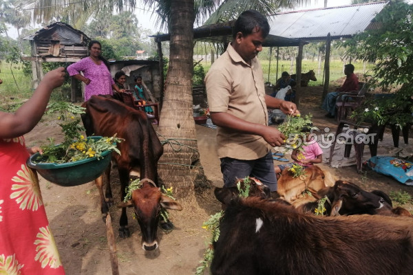 நாட்டின் பல பகுதிகளில் சிறப்பாக இடம்பெற்ற பட்டிப்பொங்கல் | A Well Attended Pattipongal
