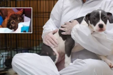 கொத்துக் கொத்தாக செத்து விழுந்த நாய்கள்: காரணம் வெளியானது