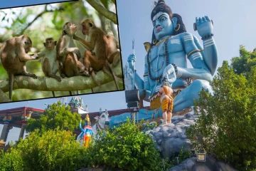 கோணேஸ்வரம் கோயிலில் குரங்கு சேட்டை ; தமிழ் மாணவி எதிர்பாராத நெகிழ்ச்சி!