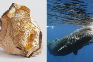 கோடிகளில் விலை போகும் “திமிங்கலத்தின் வாந்தி” ஏன்? எதற்கெல்லாம் பயன்படும்?