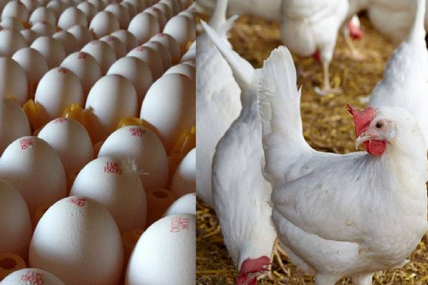 விரைவில் முட்டை, கோழி இறைச்சிக்கு கட்டுப்பாட்டு விலை! | Control Price For Eggs And Chicken Soon Sri Lanka